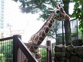 2010_0620上野動物園0044.jpg